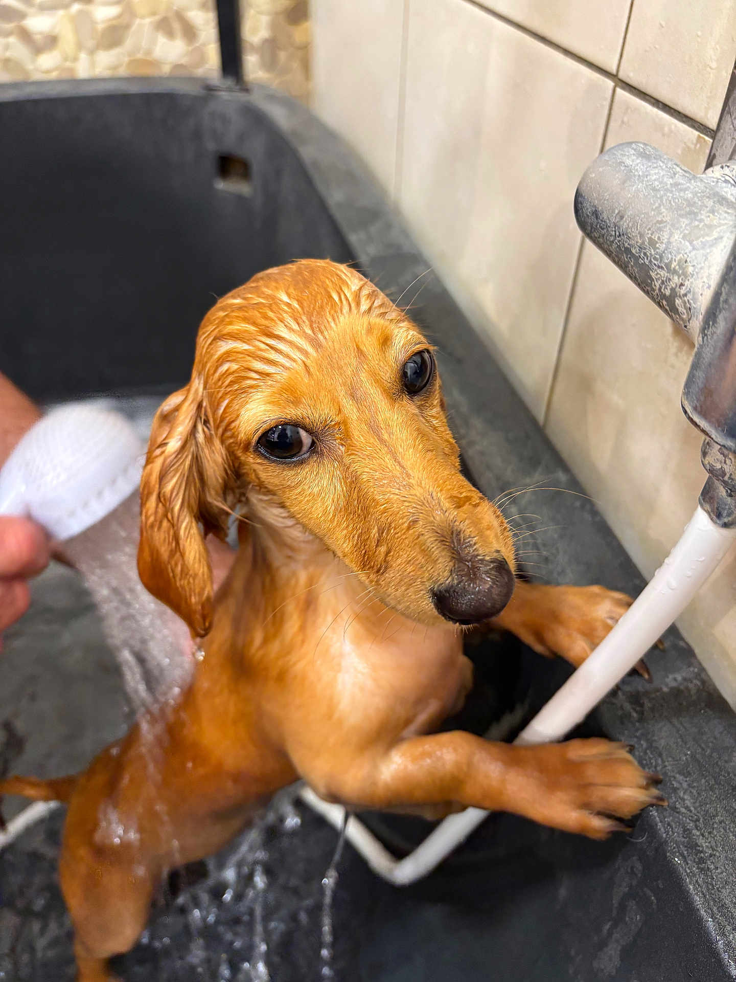 Alba participe au concours pour gagner de l'argent avec cette photo : dog, puppy, dachshund, wet, bath, water, shower, tub, ears, nose, paw, black_tub, hand, tiles, cute, small_dog, pet, indoors, looking_up, animal