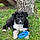 Bandit