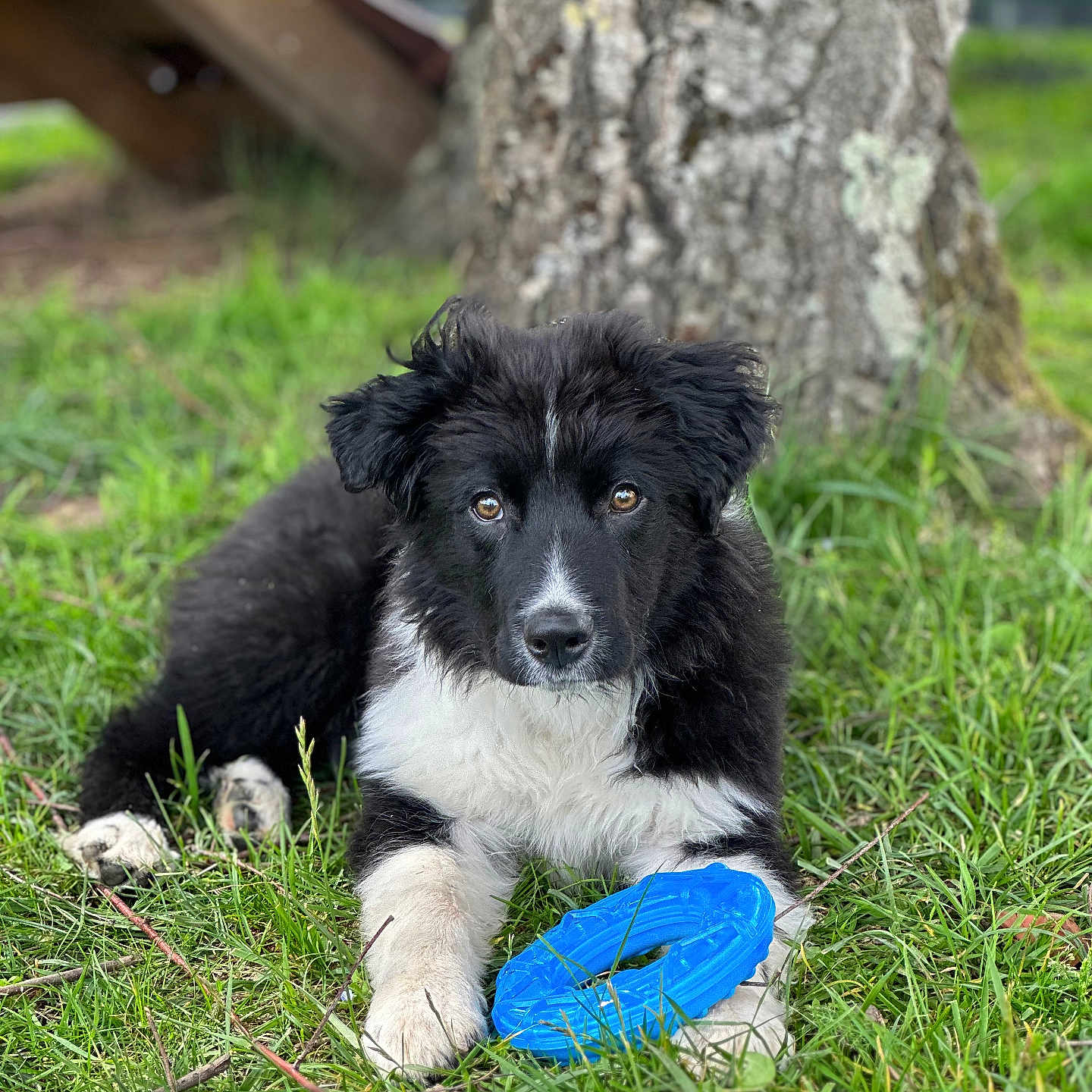 Bandit a rejoint le concours — aidez-le/la à gagner de superbes lots ! dog, puppy, black_and_white, fluffy, grass, outdoors, tree, park, lying_down, chew_toy, blue_toy, pet, animal, portrait, furry, white_chest, black_fur, front_view, nature, playful