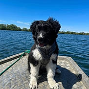 Bandit participe au concours pour gagner de l'argent avec cette photo : puppy, dog, black_and_white, fluffy, sitting, boat, lake, water, outdoors, nature, blue_sky, shoreline, sunlight, harness, collar, diamond_plate, portrait, pet, cute, reflection