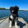 puppy, dog, black_and_white, fluffy, sitting, boat, lake, water, outdoors, nature, blue_sky, shoreline, sunlight, harness, collar, diamond_plate, portrait, pet, cute, reflection