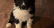 Bandit a rejoint le concours — aidez-le/la à gagner de superbes lots ! puppy, dog, black_and_white, fluffy, sitting, indoor, wooden_floor, wicker_furniture, home, portrait, pet, cute, face, eyes, nose, paws, fur, tuxedo_markings, camera_facing, domestic_animal