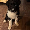 puppy, dog, black_and_white, fluffy, sitting, indoor, wooden_floor, wicker_furniture, home, portrait, pet, cute, face, eyes, nose, paws, fur, tuxedo_markings, camera_facing, domestic_animal