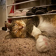 Mama Kitty is registered to the contest to win money with this photo: cat, tabby_cat, sleeping, carpet, indoor, paw, fur, whiskers, relaxation, pet, animal, closeup, home, shoe_rack, shoes, blurred_background, cozy, rest, feline, nap