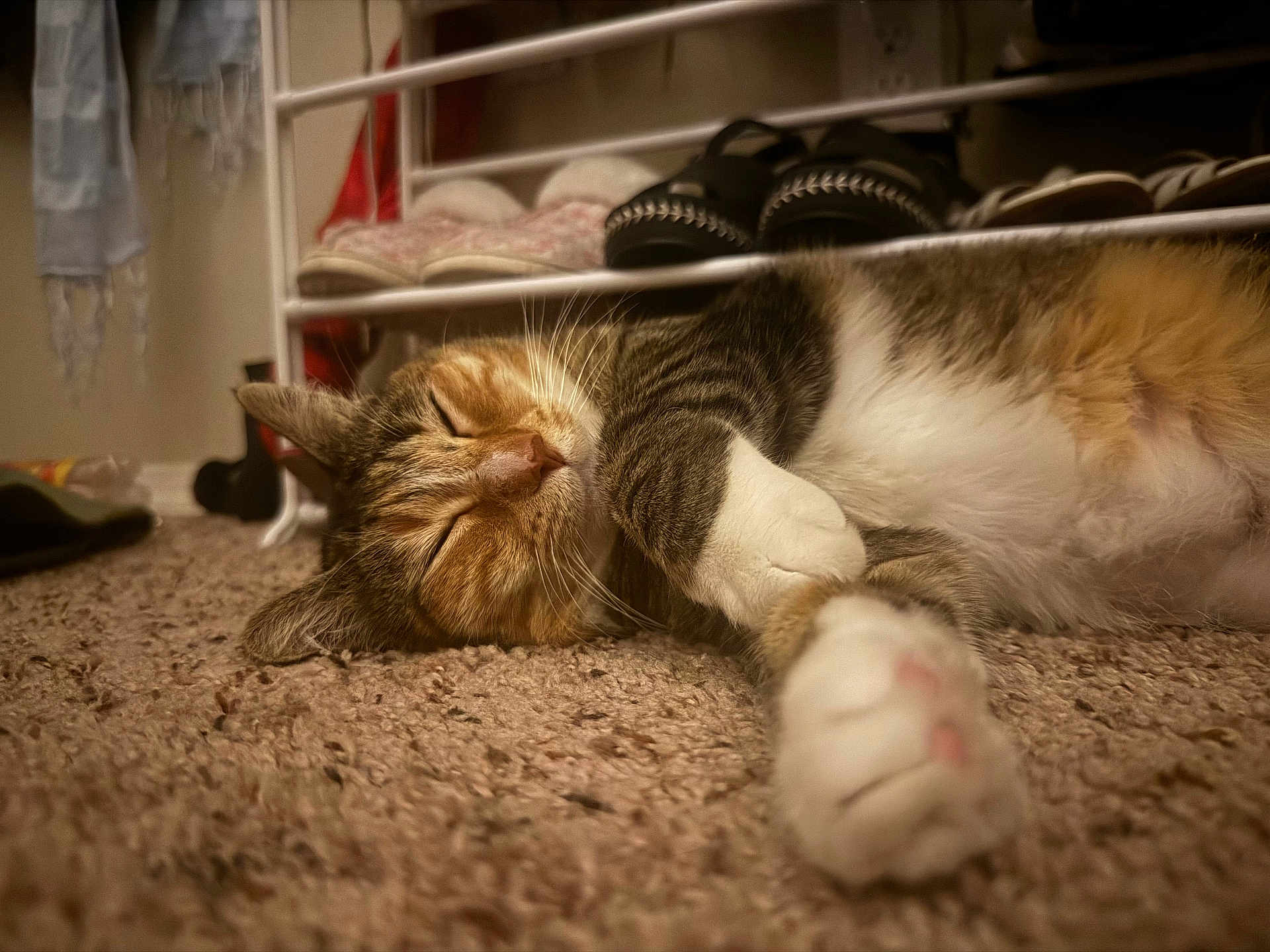Mama Kitty