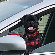 Arlo is registered to the contest to win money with this photo: animal, black_dog, canine, car, collar, dog, domestic_animal, happy, harness, looking, outdoor, pet, playful, pug, side_mirror, sitting, tongue_out, transportation, vehicle, window