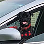 animal, black_dog, canine, car, collar, dog, domestic_animal, happy, harness, looking, outdoor, pet, playful, pug, side_mirror, sitting, tongue_out, transportation, vehicle, window