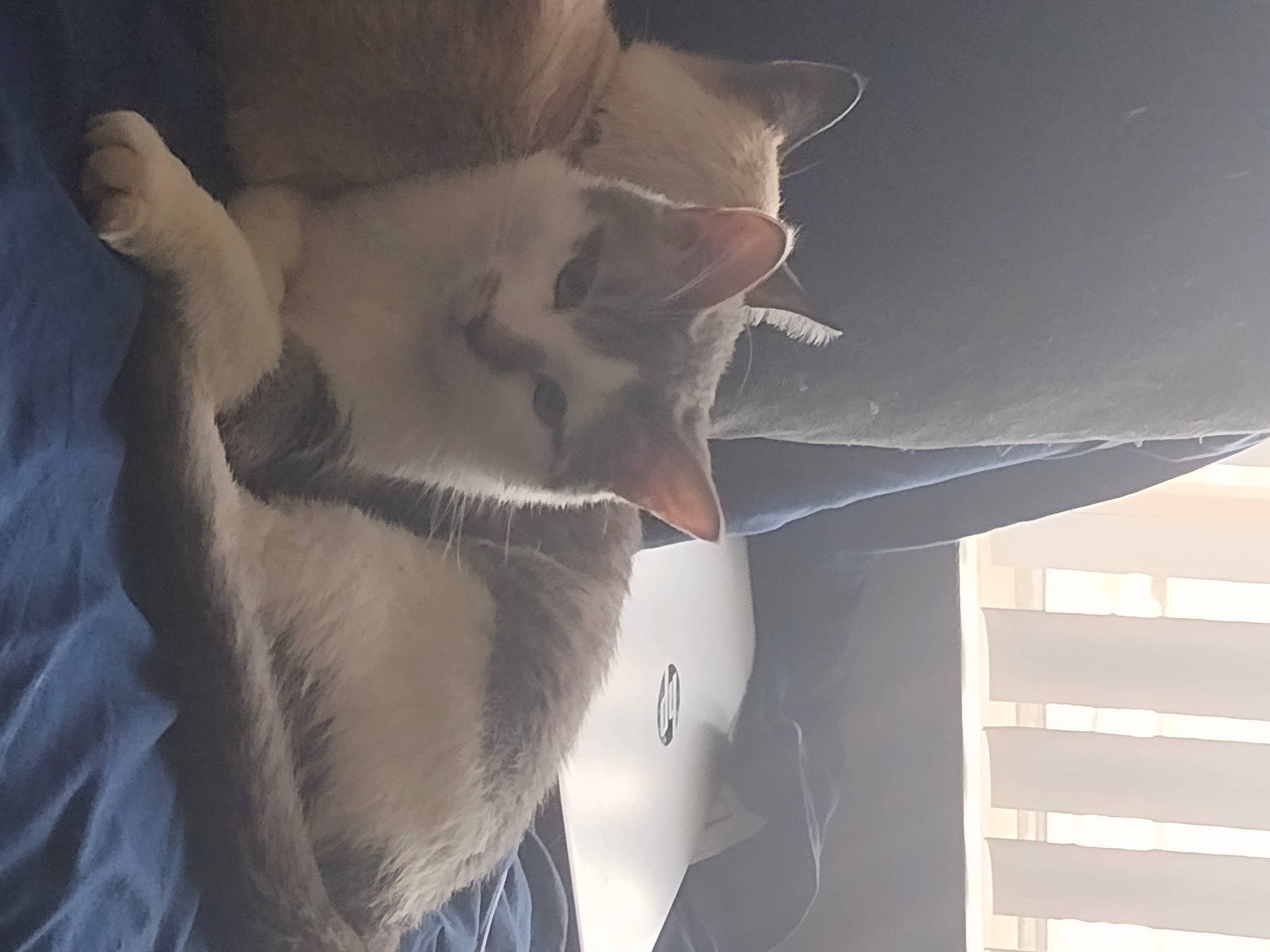 Miller joined the competition — help win amazing prizes! chest, darkness, ear, elbow, eyelash, eyewear, felidae, fur, gesture, grey, hand, jaw, mouth, neck, shadow, small_to_medium_sized_cats, sunglasses, tail, trunk, whiskers