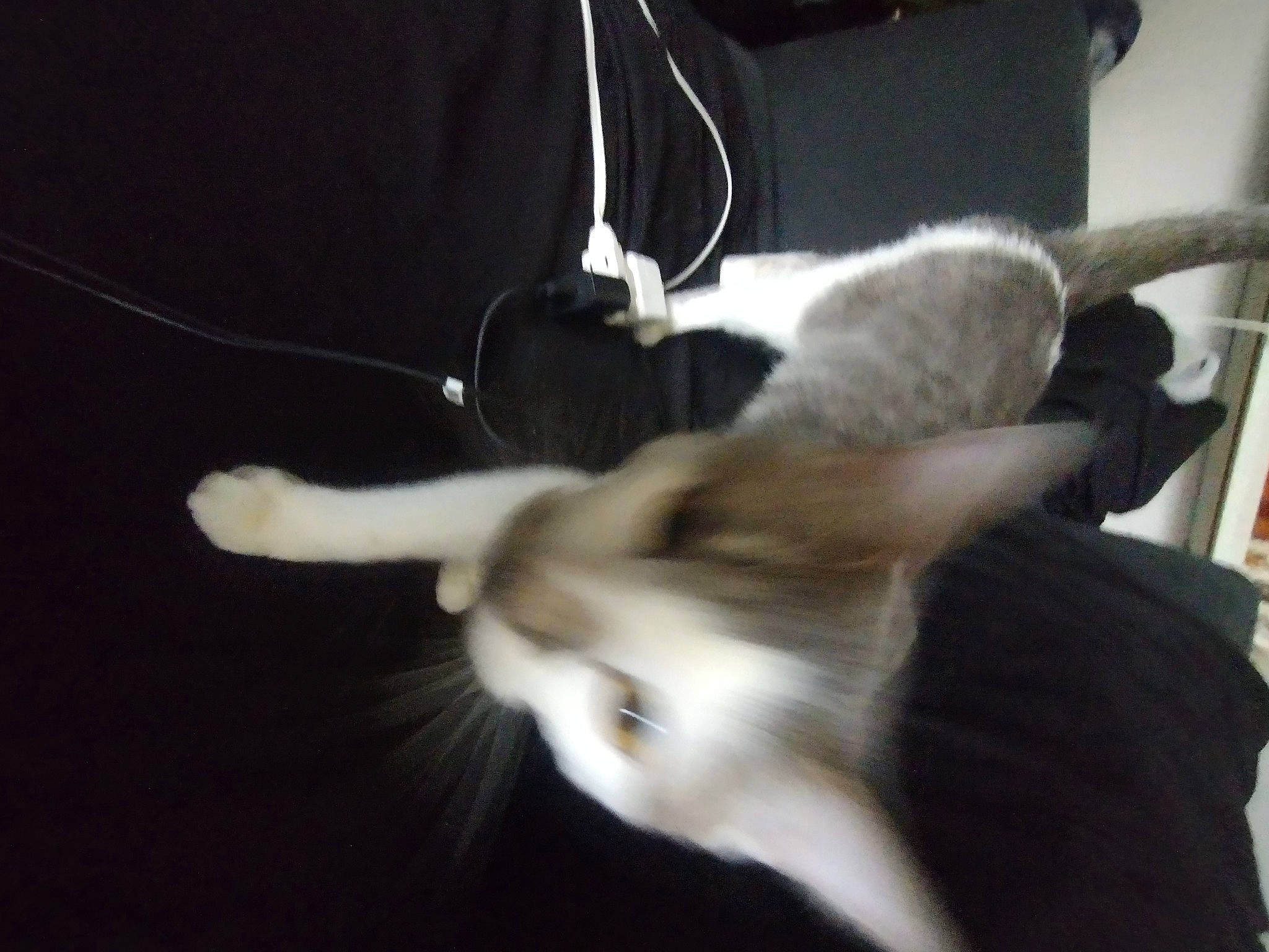 Miller joined the competition — help win amazing prizes! carnivore, cat, claw, comfort, domestic_short_haired_cat, ear, eye, felidae, foot, fur, paw, small_to_medium_sized_cats, snout, tail, whiskers