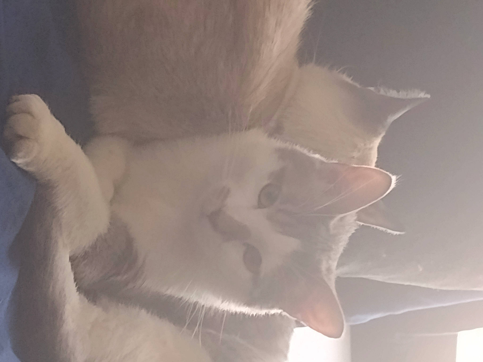 Miller joined the competition — help win amazing prizes! abdomen, carnivore, cat, chest, ear, eye, eyelash, fawn, felidae, flash_photography, fur, gesture, head, human_body, jaw, small_to_medium_sized_cats, snout, tail, trunk, whiskers