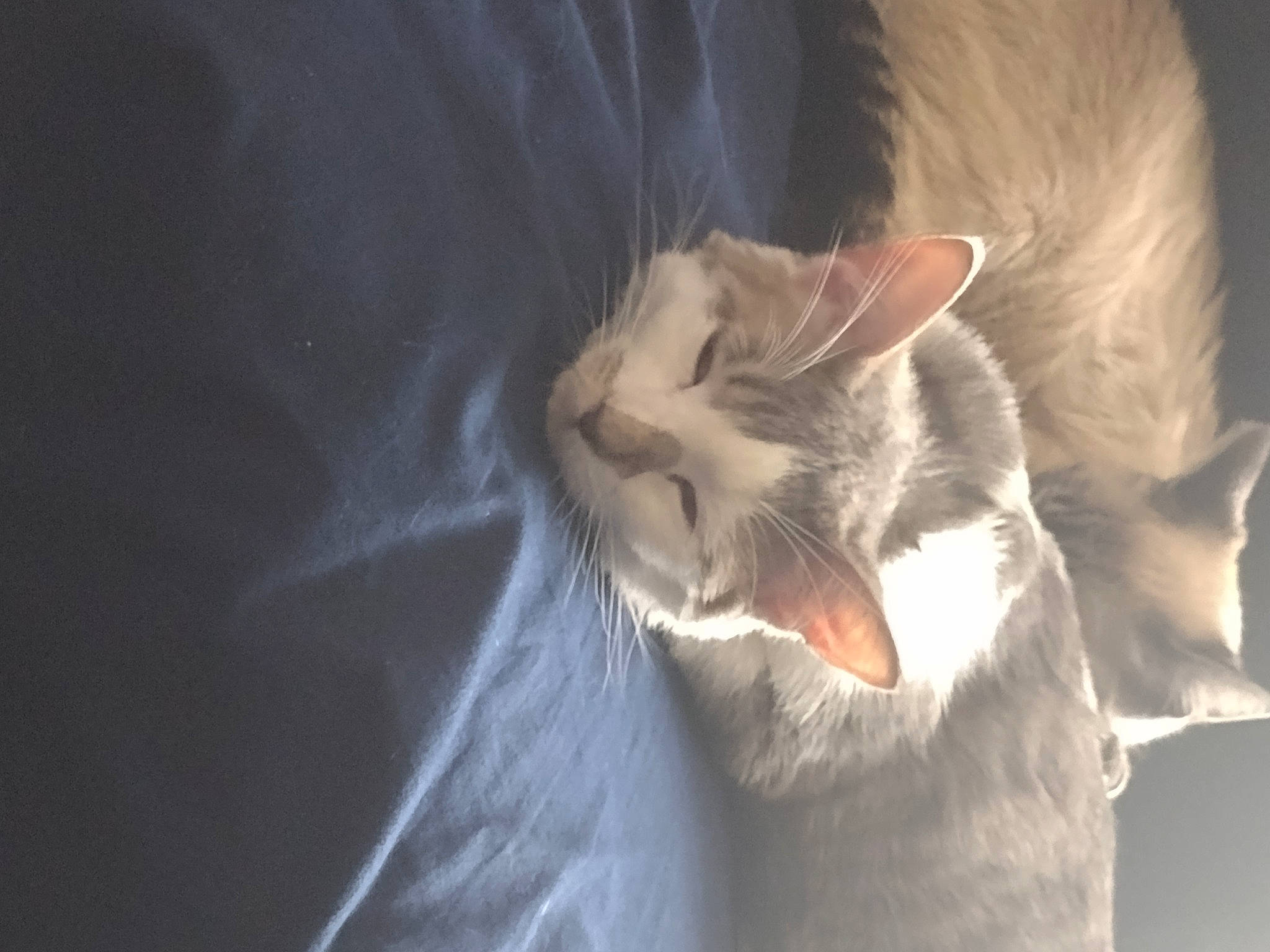 Miller is registered to the contest to win money with this photo: carnivore, cat, claw, comfort, darkness, domestic_short_haired_cat, ear, fang, felidae, fur, gesture, nap, paw, sleep, small_to_medium_sized_cats, tail, whiskers, yawn