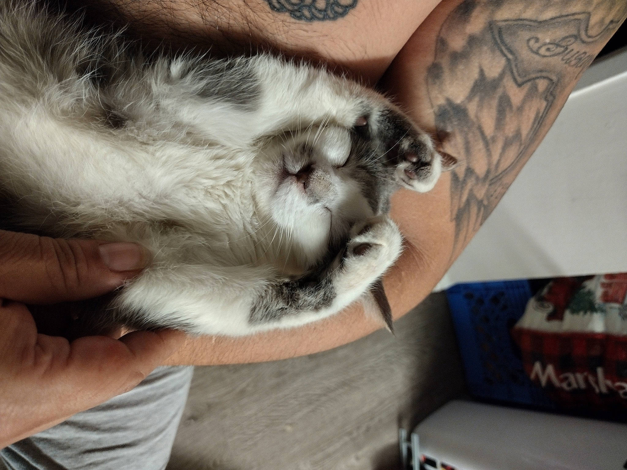 Miller is registered to the contest to win money with this photo: carnivore, cat, comfort, cover_up, domestic_short_haired_cat, elbow, felidae, finger, gesture, hand, human_leg, nail, paw, sleeve, small_to_medium_sized_cats, tail, temporary_tattoo, thigh, whiskers, wrist