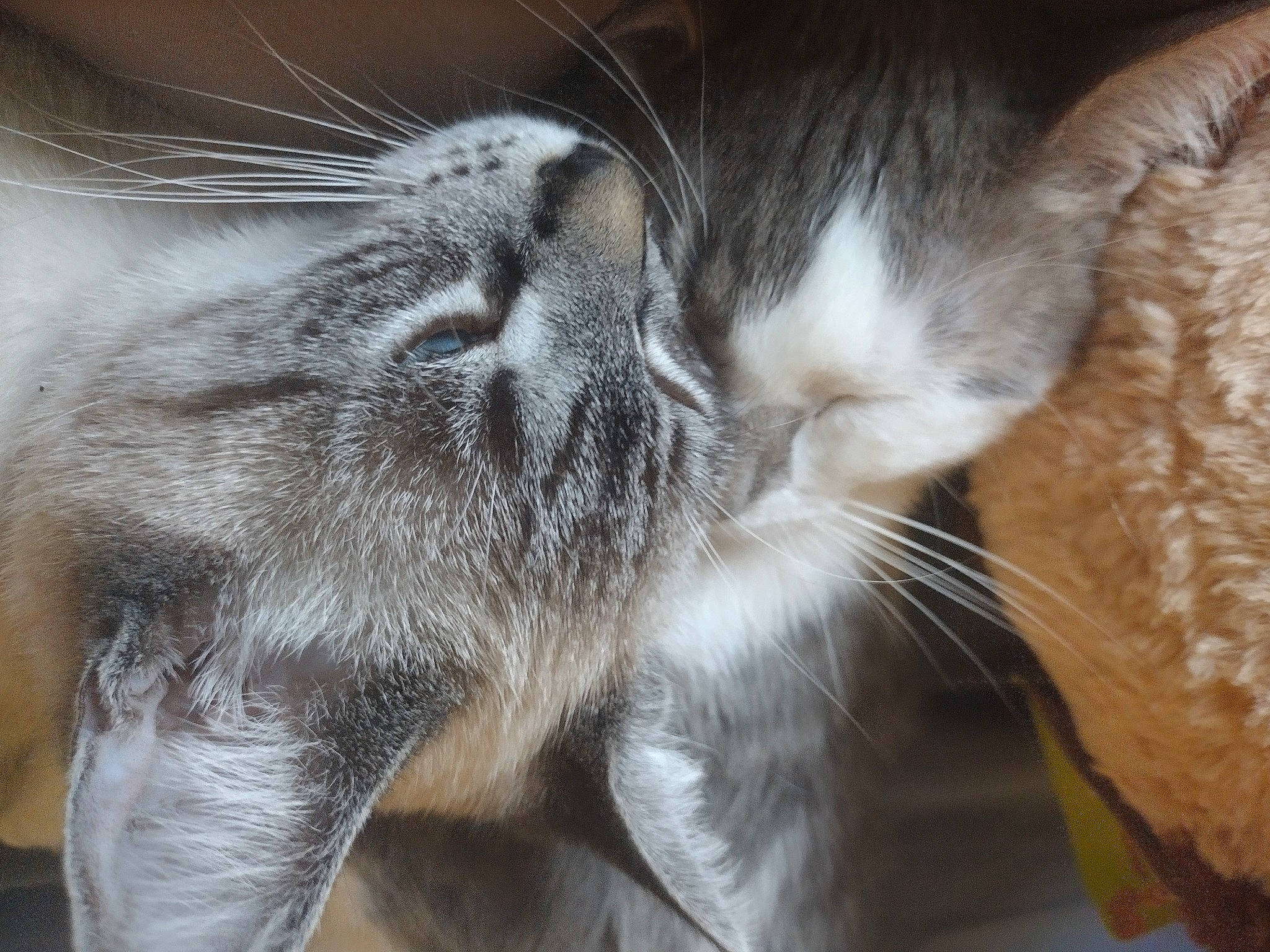 Mittens joined the competition — help win amazing prizes! carnivore, cat, claw, comfort, domestic_short_haired_cat, ear, fawn, felidae, fur, mammal, nap, paw, sleep, small_to_medium_sized_cats, snout, tail, terrestrial_animal, vertebrate, whiskers, wildlife