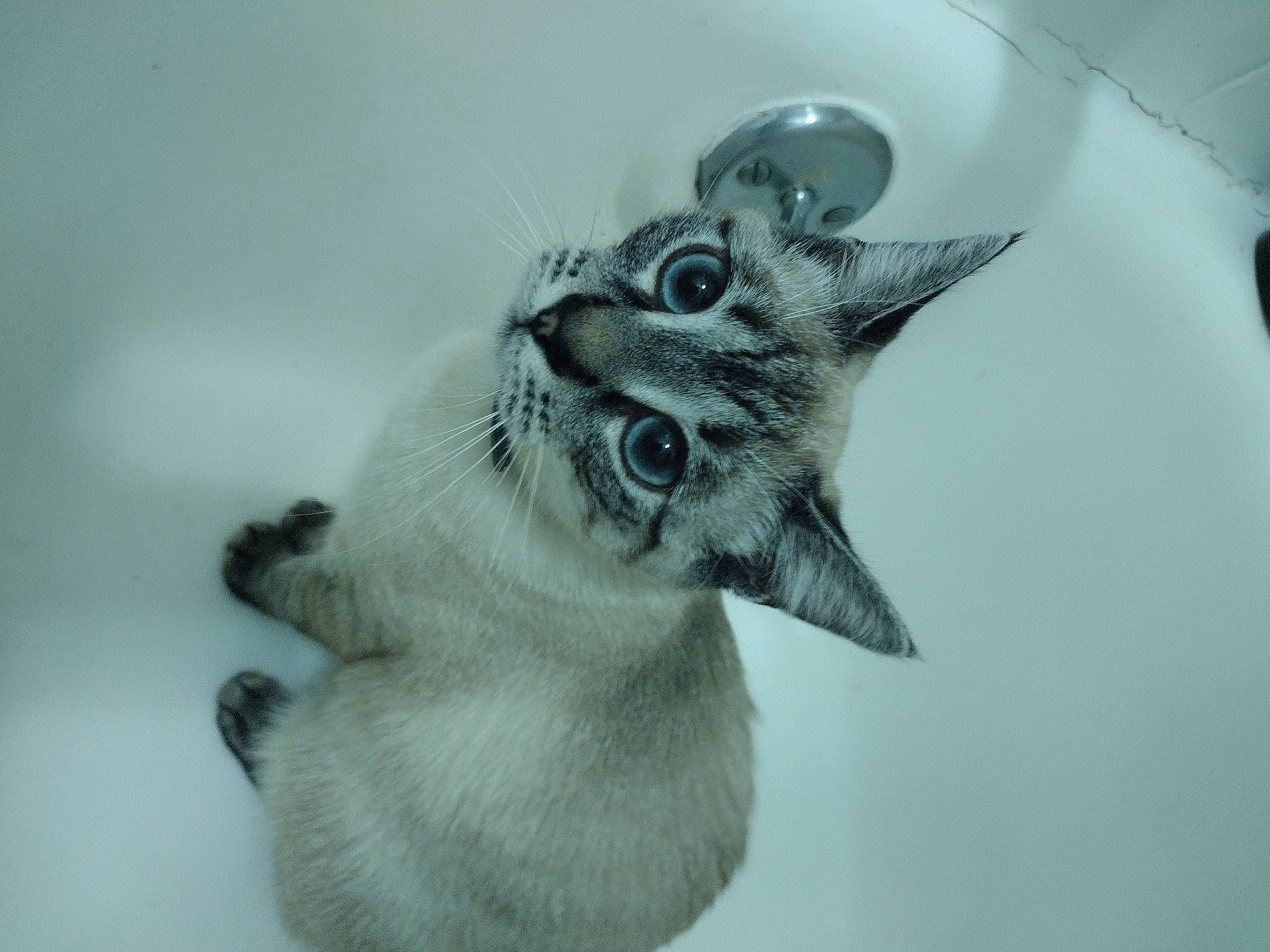 Mittens joined the competition — help win amazing prizes! art, carnivore, cat, domestic_short_haired_cat, ear, eyelash, fang, felidae, fur, human_body, illustration, jaw, macro_photography, monochrome_photography, paw, small_to_medium_sized_cats, snout, terrestrial_animal, whiskers, window