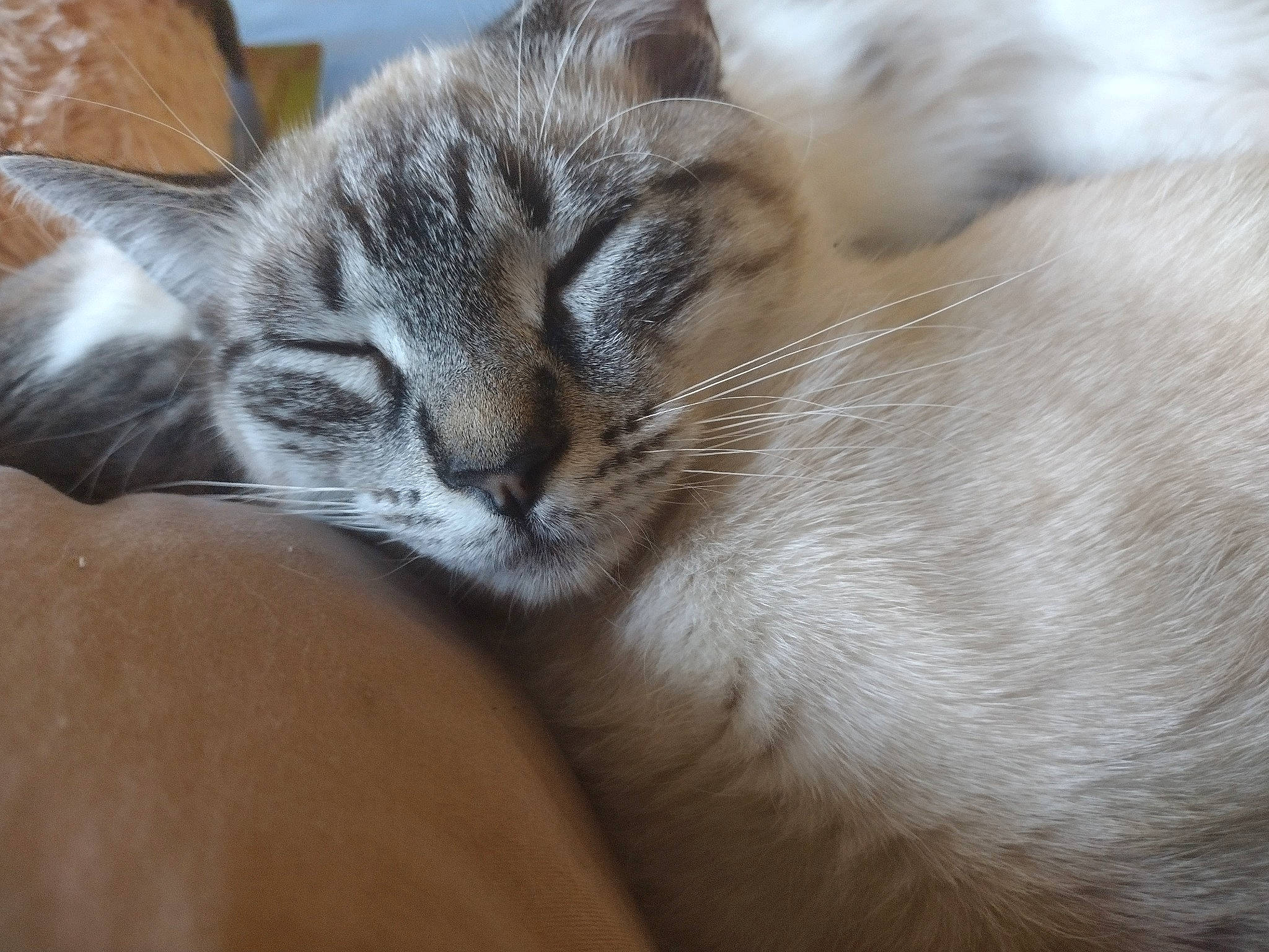 Mittens joined the competition — help win amazing prizes! carnivore, cat, claw, comfort, domestic_short_haired_cat, felidae, fur, grey, nap, paw, sleep, small_to_medium_sized_cats, tail, terrestrial_animal, whiskers, wood