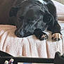 Maggie Mae joined the competition — help win amazing prizes! dog, sleeping, black_dog, white_patch, blanket, cozy, indoor, resting, paw, soft_texture, napping, pet, animal, close_up, calm, relaxed, furniture, home, comfort, quiet