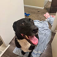 Maggie Mae is registered to the contest to win money with this photo: dog, black_and_white, tongue_out, happy, indoor, floor, towel, clothes, pet, canine, looking_up, animal, fur, playful, room, carpet, doorway, wood_floor, expression, wet