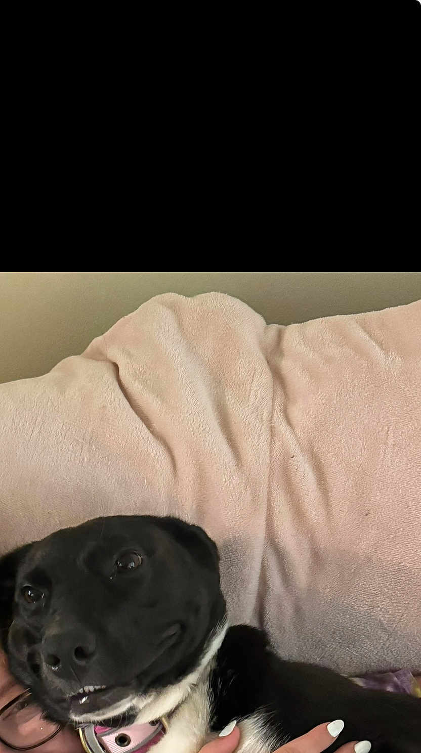 Maggie Mae joined the competition — help win amazing prizes! dog, black_and_white, pet, snuggling, blanket, pink, hand, cozy, close_up, happy, canine, domestic_animal, fur, collar, indoor, relaxed, comfort, face, human_hand, resting