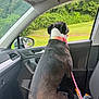 Maggie Mae joined the competition — help win amazing prizes! dog, black_and_white, collar, leash, car_interior, passenger_seat, window, greenery, trees, side_mirror, road, seat, pet, looking_out, daytime, nature, restraint, vehicle, leash_rope, parked_car