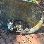 Johnnycat is registered to the contest to win money with this photo: cat, feline, fluffy, gray_and_white, long_hair, whiskers, blue_eyes, sitting, lounging, wheelbarrow, garden, outdoor, sunlight, brick_patio, rustic, backyard, tail, pet, animal, portrait