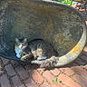 cat, feline, fluffy, gray_and_white, long_hair, whiskers, blue_eyes, sitting, lounging, wheelbarrow, garden, outdoor, sunlight, brick_patio, rustic, backyard, tail, pet, animal, portrait