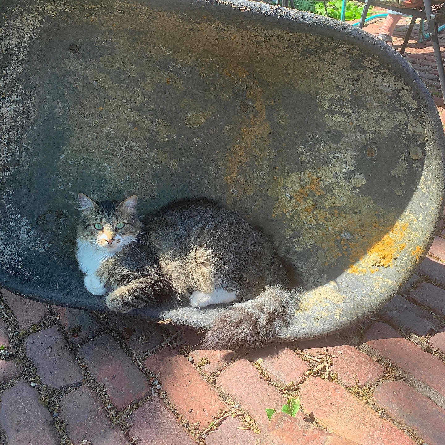 Johnnycat