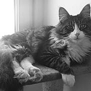 Canaille a rejoint le concours — aidez-le/la à gagner de superbes lots !