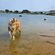 Vip participe au concours pour gagner de l'argent avec cette photo : dog, water, beach, bridge, outdoor, wet, sand, leash, calm, nature, sky, house, reflection, shore, canine, daytime, river, fur, landscape, animal