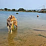 dog, water, beach, bridge, outdoor, wet, sand, leash, calm, nature, sky, house, reflection, shore, canine, daytime, river, fur, landscape, animal