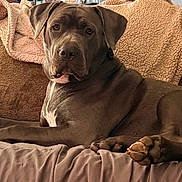 Loli joined the competition — help win amazing prizes! animal, blanket, brown, canine, comfort, couch, cozy, dog, domestic_animal, ears, fur, fur_texture, home, indoor, looking, paw, pet, relaxing, resting, snout