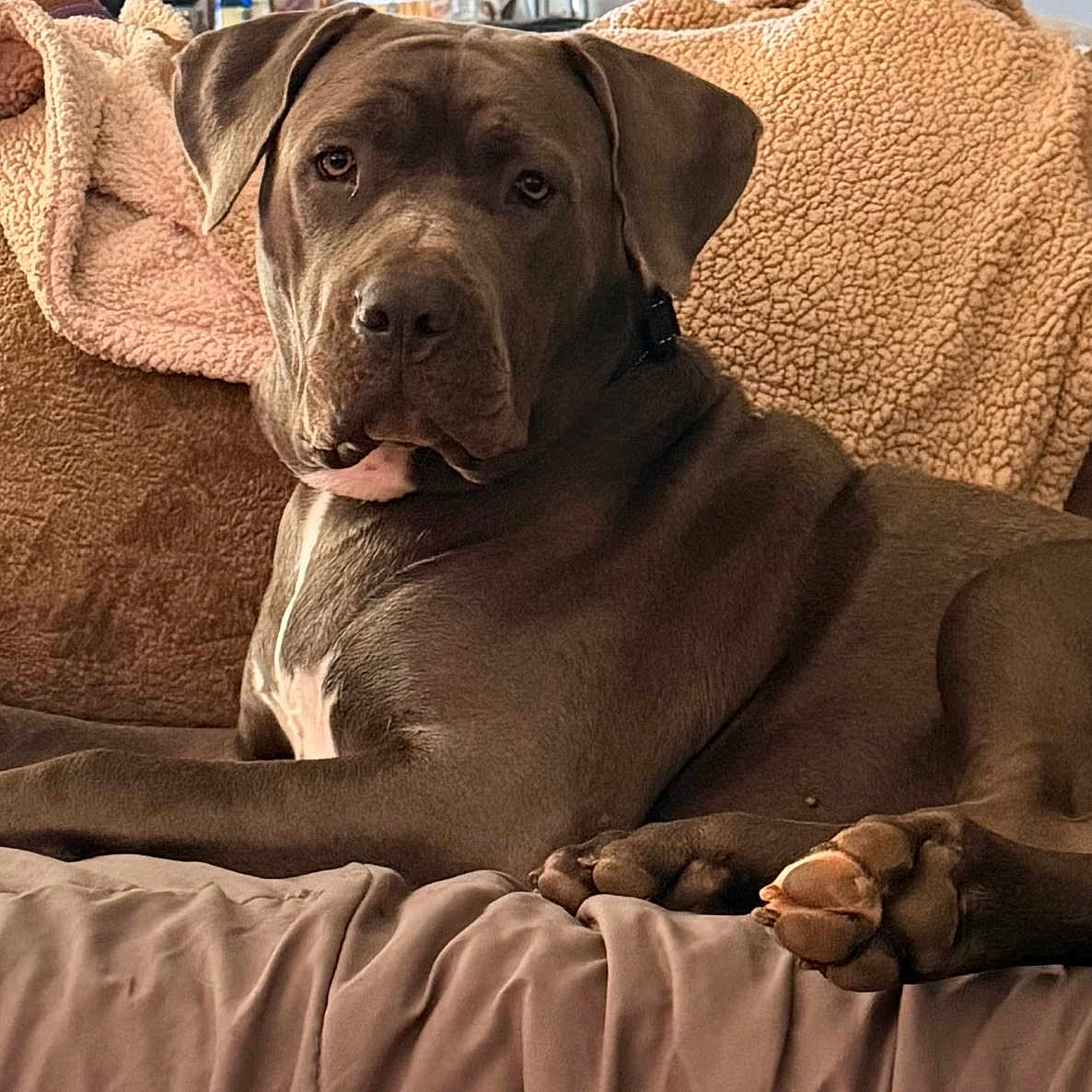 Loli joined the competition — help win amazing prizes! animal, blanket, brown, canine, comfort, couch, cozy, dog, domestic_animal, ears, fur, fur_texture, home, indoor, looking, paw, pet, relaxing, resting, snout