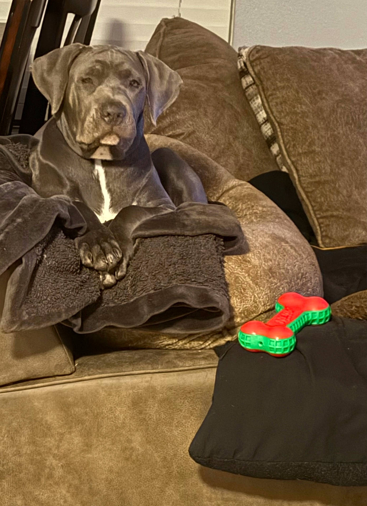 Loli joined the competition — help win amazing prizes! blanket, bone_toy, brown_cushion, canine, comfort, couch, dog, domestic_animal, ears, fur, furniture, home, indoor, leisure, paw, pet, relaxed, resting, snout, toy