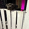 Loli is registered to the contest to win money with this photo: animal, barrier, canine, curious, dog, ears, fence, head, home, indoors, light, looking, magenta_light, pet, portrait, resting, room, snout, white_fence, wooden_fence