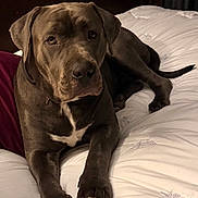 Loli joined the competition — help win amazing prizes! animal, bed, brown_dog, calm, canine, companion, cozy, dog, fur, indoor, large_dog, looking_at_camera, lying_down, paw, pet, pillow, portrait, relaxed, white_bedspread, wooden_headboard