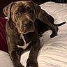 animal, bed, brown_dog, calm, canine, companion, cozy, dog, fur, indoor, large_dog, looking_at_camera, lying_down, paw, pet, pillow, portrait, relaxed, white_bedspread, wooden_headboard