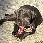 Loli is registered to the contest to win money with this photo: animal, black_dog, canine, chewing, cute, dark_coat, dog, floppy_ears, holiday_colors, home, indoor, lying_down, paws, pet, playtime, puppy, rope_toy, rug, teeth, toy