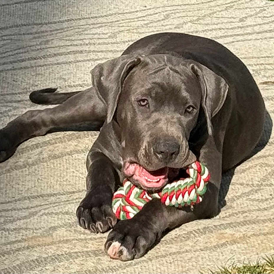 Loli is registered to the contest to win money with this photo: animal, black_dog, canine, chewing, cute, dark_coat, dog, floppy_ears, holiday_colors, home, indoor, lying_down, paws, pet, playtime, puppy, rope_toy, rug, teeth, toy