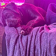 Loli is registered to the contest to win money with this photo: bed, blanket, canine, collar, comfort, couch, cozy, dog, domestic_animal, fur, household, indoor, napping, paw, peaceful, relaxing, rest, sleeping, soft, warm