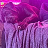 Loli is registered to the contest to win money with this photo: bed, blanket, canine, collar, comfort, couch, cozy, dog, domestic_animal, fur, household, indoor, napping, paw, peaceful, relaxing, rest, sleeping, soft, warm