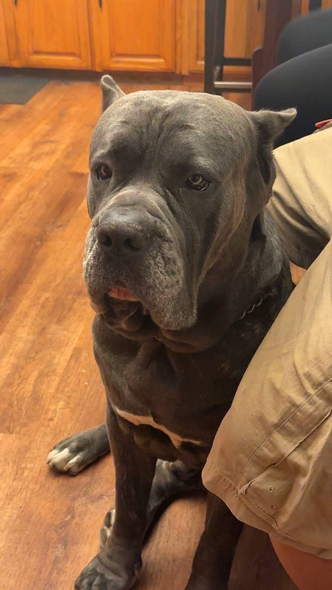 animal, cabinet, canine, companion, dog, ears, face, floor, fur, gray_dog, home_interior, indoors, kitchen, large_dog, pants, paw, person, pet, sitting, wooden_floor