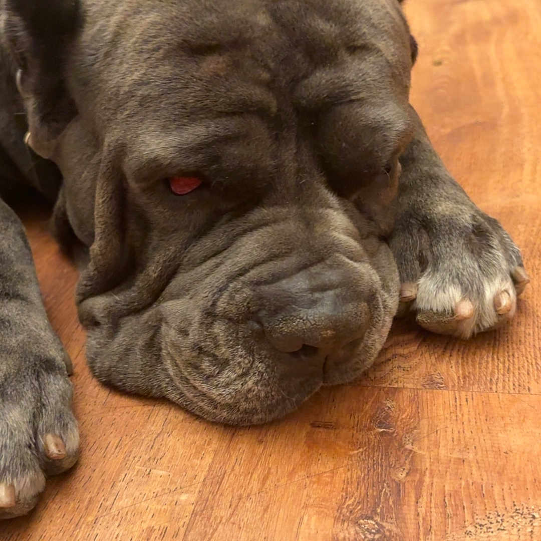 Bruno