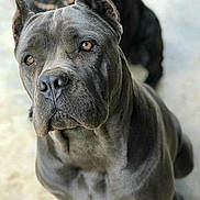 Bruno is registered to the contest to win money with this photo: animal, attention, background_blur, canine, close_up, dog, domestic_animal, ears, eyes, furry, gray_dog, indoor, looking_up, mammal, muscular, nose, pet, portrait, sitting, two_dogs