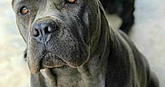 Bruno is registered to the contest to win money with this photo: animal, attention, background_blur, canine, close_up, dog, domestic_animal, ears, eyes, furry, gray_dog, indoor, looking_up, mammal, muscular, nose, pet, portrait, sitting, two_dogs