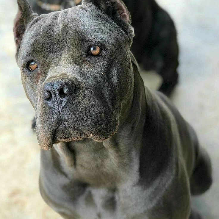 Bruno