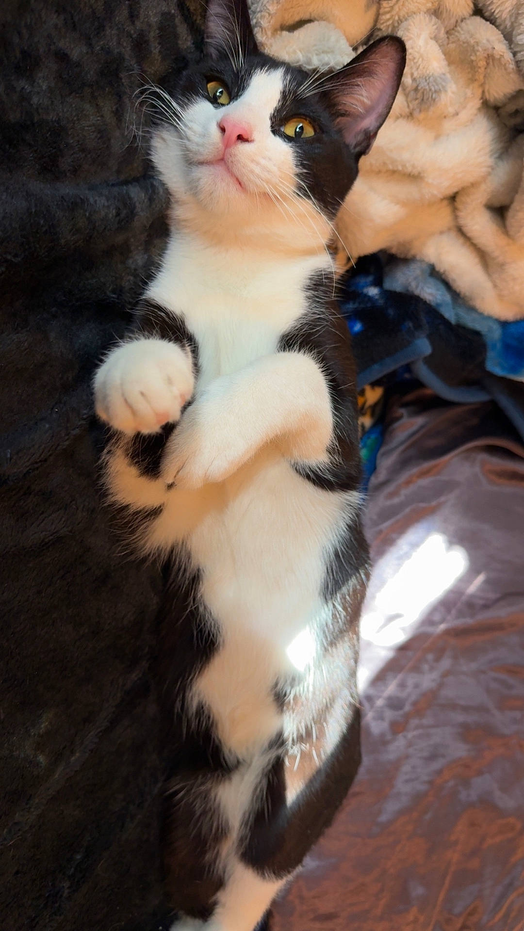 Oreo is registered to the contest to win money with this photo: animal, black_and_white, blanket, cat, cozy, curious, cute, domestic, ears, feline, fur, indoor, lying_down, paws_up, pet, playful, relaxed, sleepy, soft, whiskers