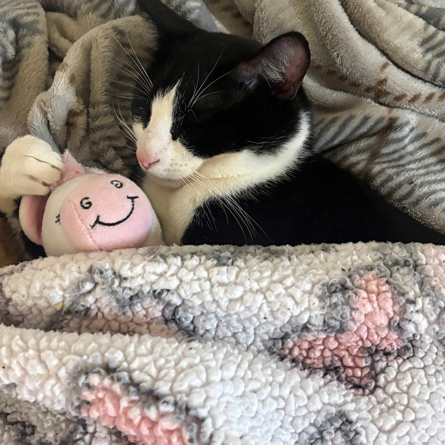 Oreo