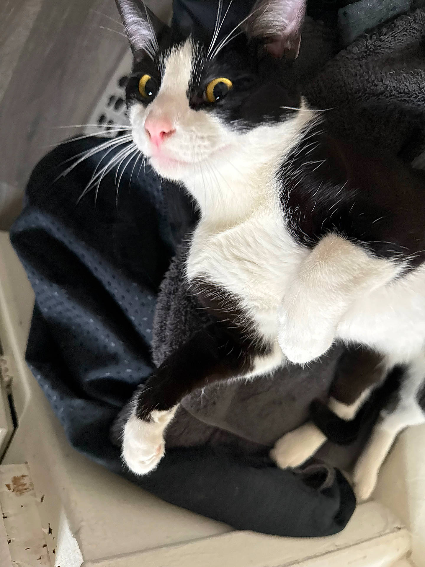 Oreo joined the competition — help win amazing prizes! animal, black_and_white, blanket, cat, close_up, cozy, curious, cute, domestic_cat, feline, fur, indoor, lying_down, paws, pet, relaxed, resting, soft, whiskers, yellow_eyes