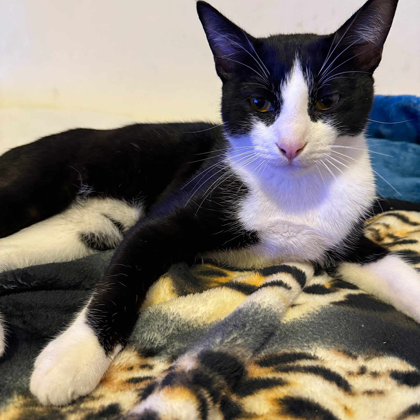 Oreo joined the competition — help win amazing prizes! animal, black_and_white, blanket, cat, cozy, cute, domestic, ears, feline, fur, indoor, lying_down, mammal, paw, pet, portrait, relaxed, resting, sleepy, whiskers