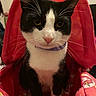 Oreo is registered to the contest to win money with this photo: animal, bed, black_and_white, carrier, cat, close_up, collar, cute, domestic_animal, ears, eyes, feline, indoor, looking, pet, pink_nose, red_fabric, sitting, unicorn_pattern, whiskers