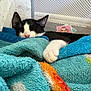 Oreo joined the competition — help win amazing prizes! cat, sleeping, blanket, cozy, indoor, pet, paw, mesh, playpen, fur, relaxing, animal, black_and_white, cute, resting, soft, comfort, home, nap, domestic